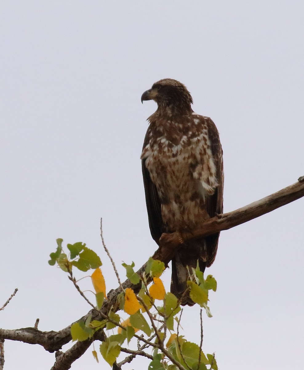 Bald Eagle - ML610134872