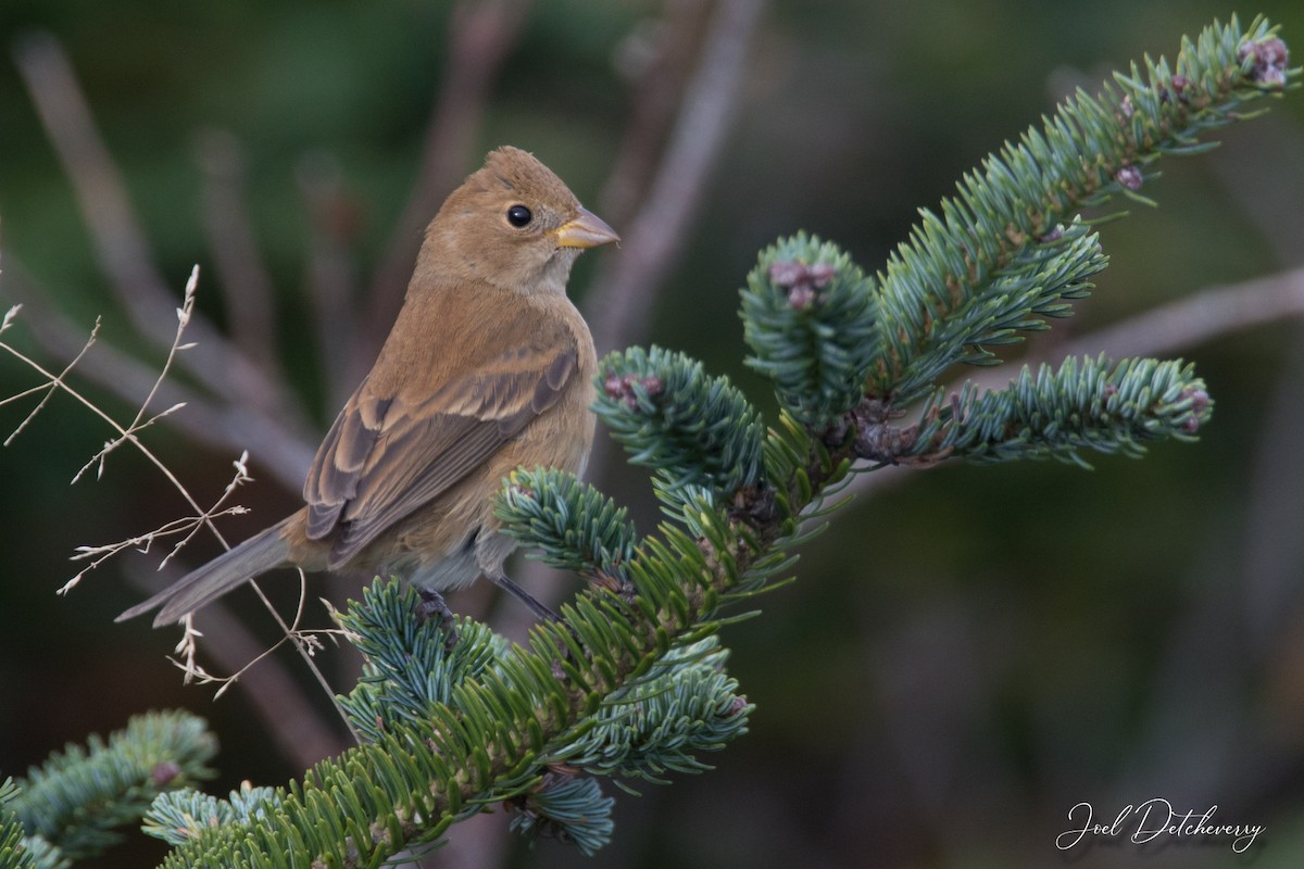 Indigo Bunting - Detcheverry Joël