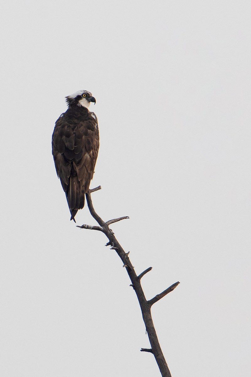 Águila Pescadora - ML610134979