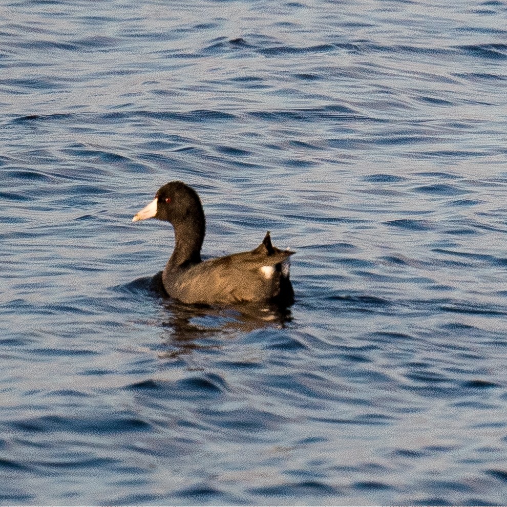 Foulque d'Amérique - ML610135012