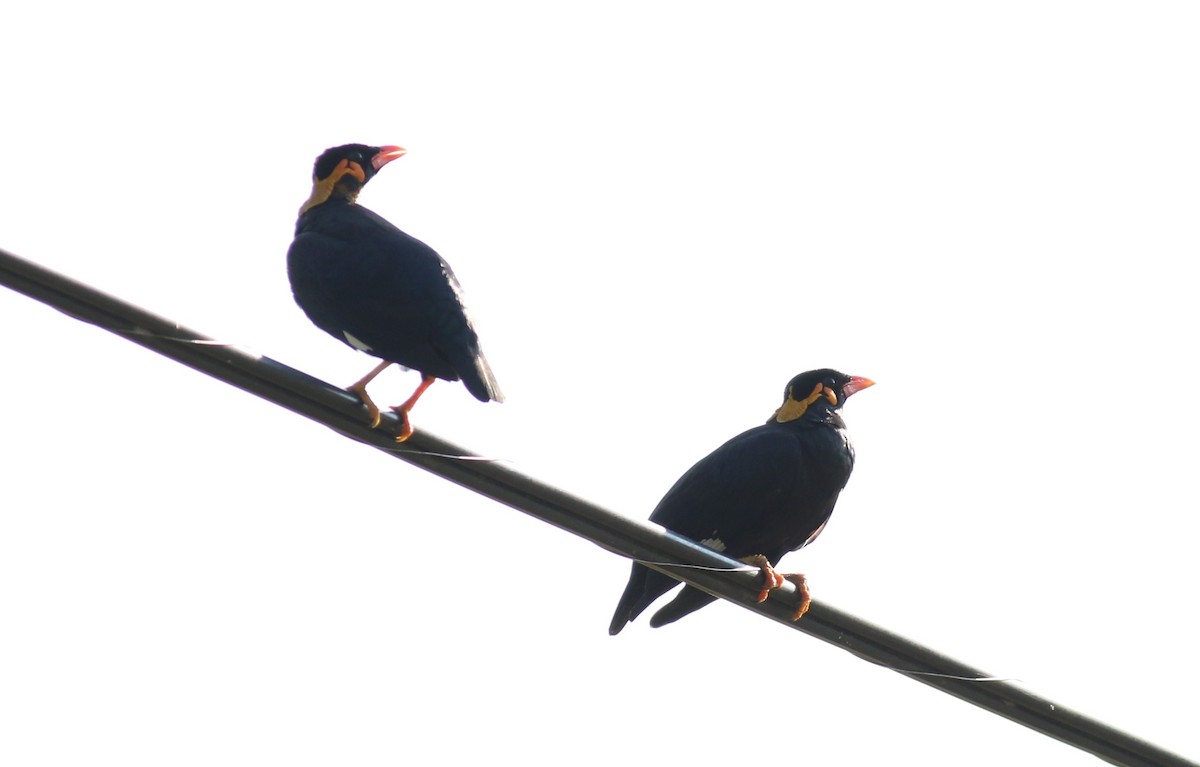 Common Hill Myna - ML610135136