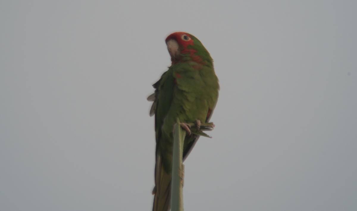 Red-masked Parakeet - Kenny Miller