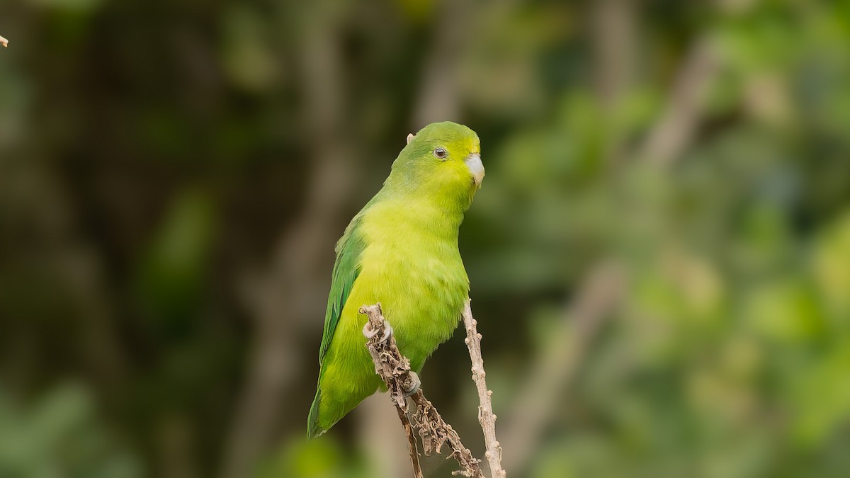 Cobalt-rumped Parrotlet - ML610135257
