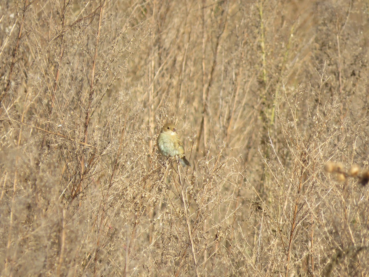 Indigo Bunting - ML610135286