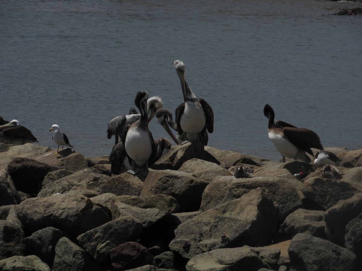 Peruvian Pelican - Jorge Silva