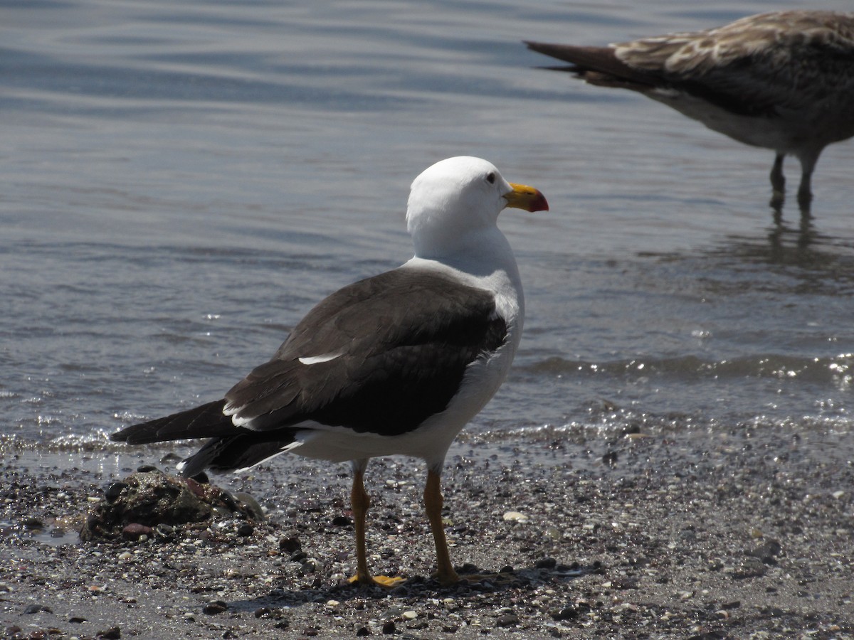 Belcher's Gull - ML610135340