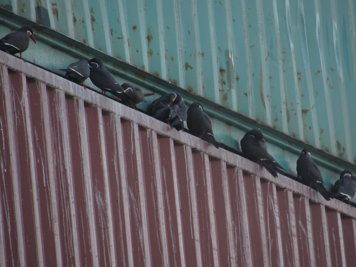 Inca Tern - Jorge Silva