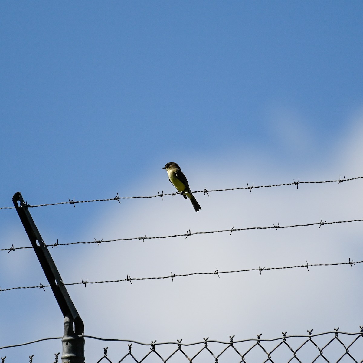 Eastern Phoebe - ML610135388