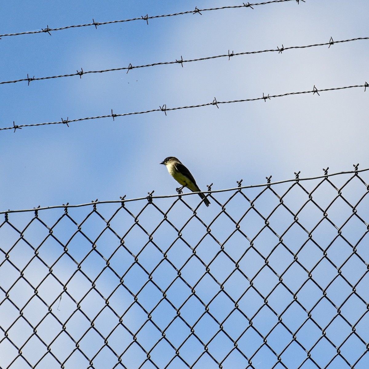 Eastern Phoebe - ML610135389