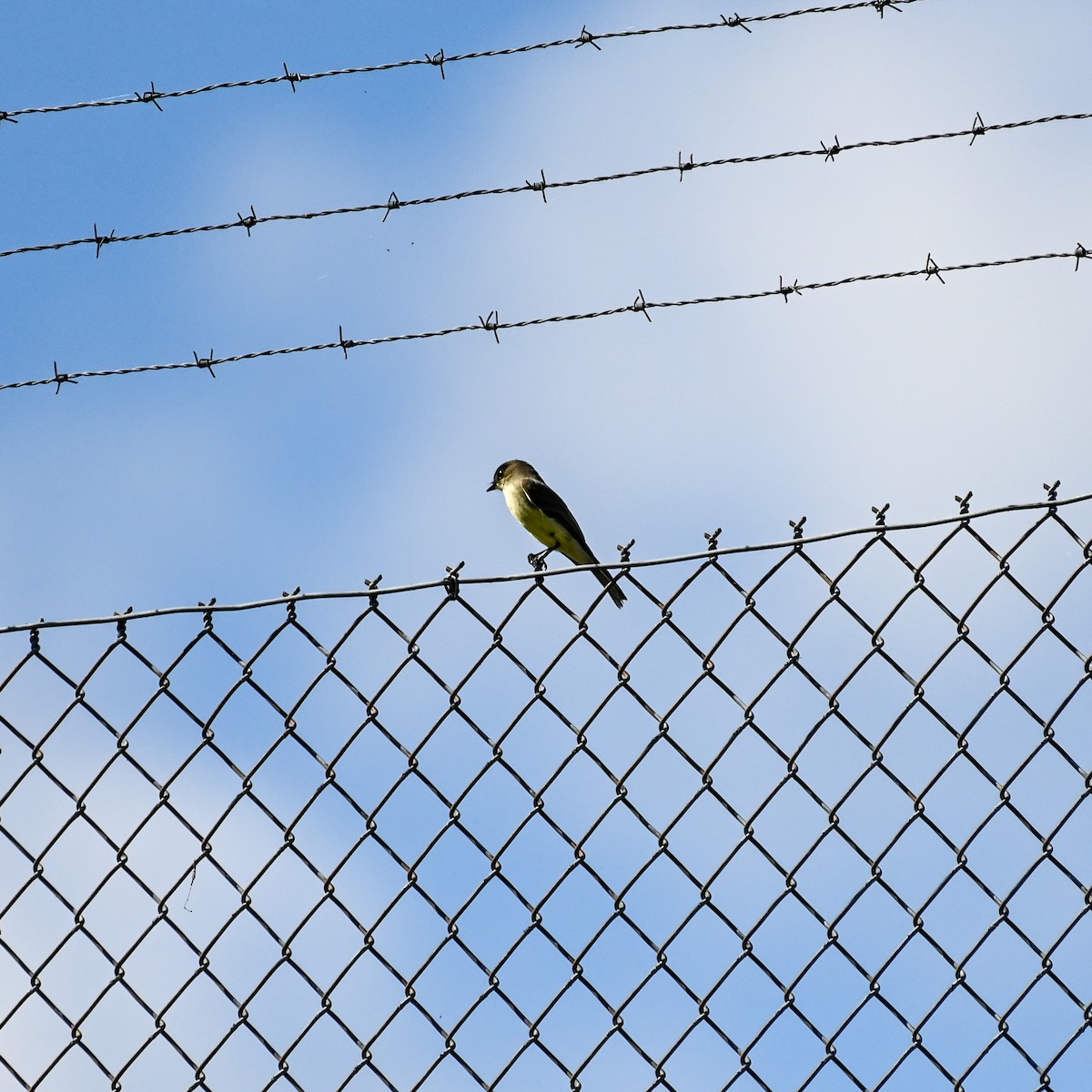 Eastern Phoebe - David Govoni