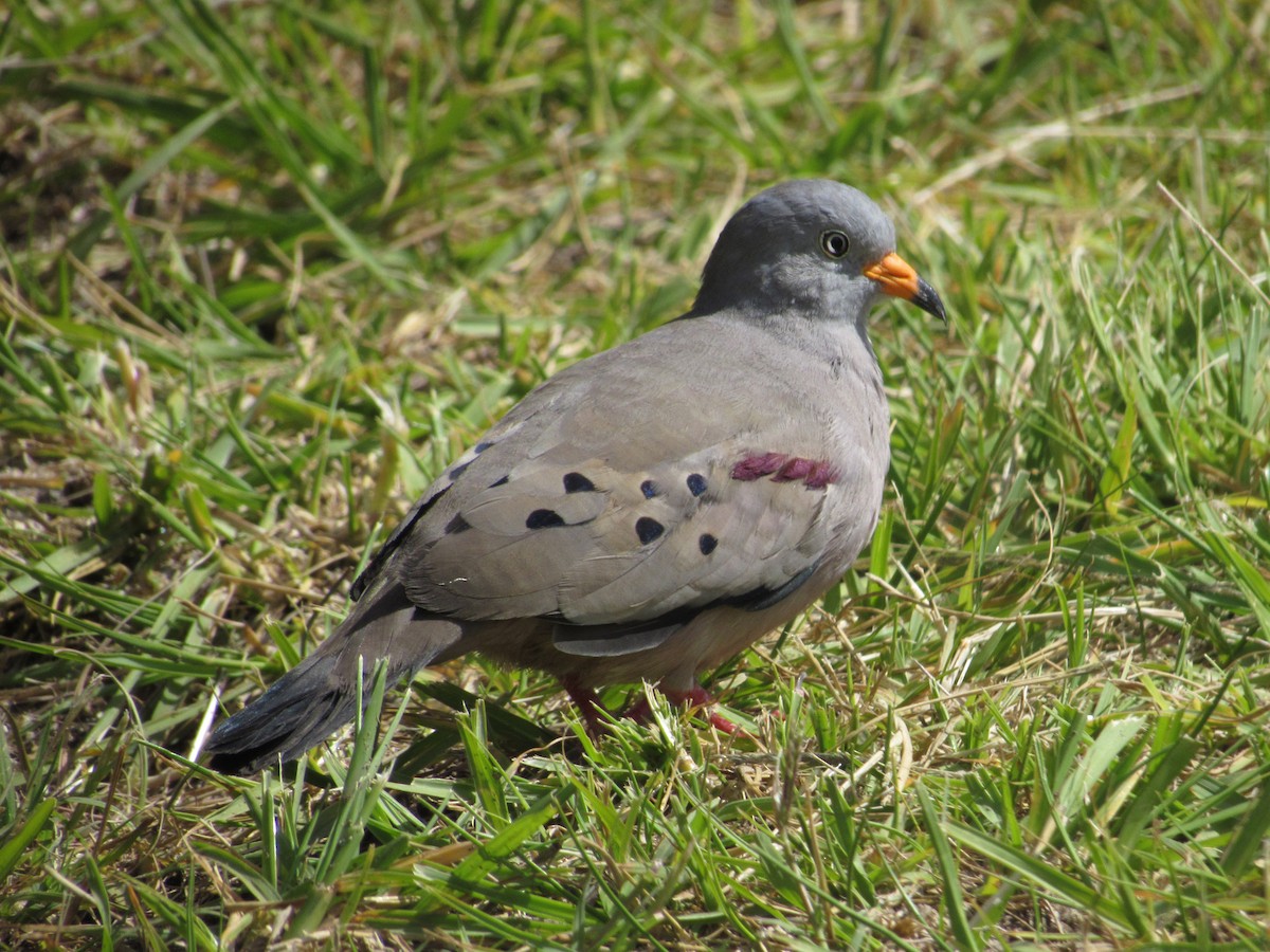 Croaking Ground Dove - ML610135408