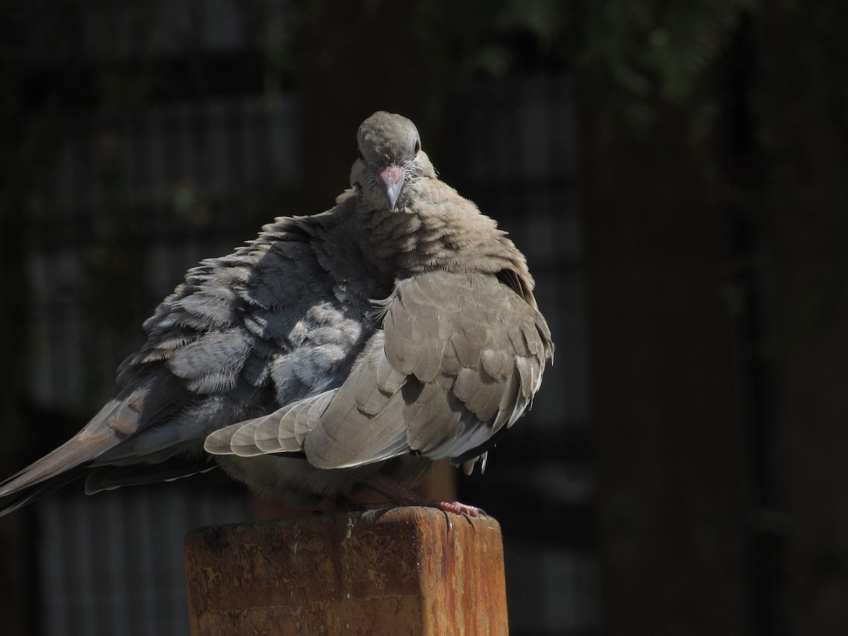 Rock Pigeon (Feral Pigeon) - Jorge Silva