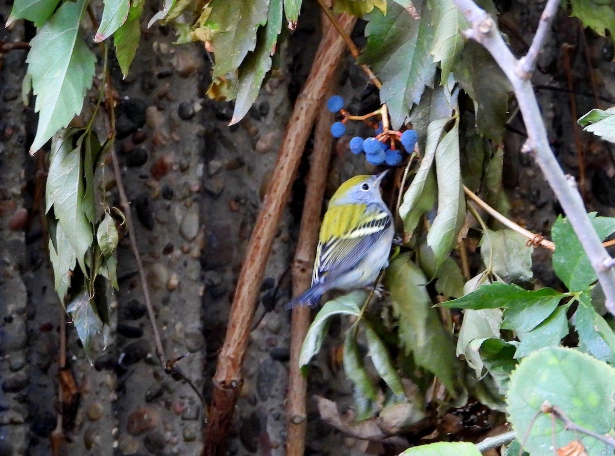 Chestnut-sided Warbler - ML610135493