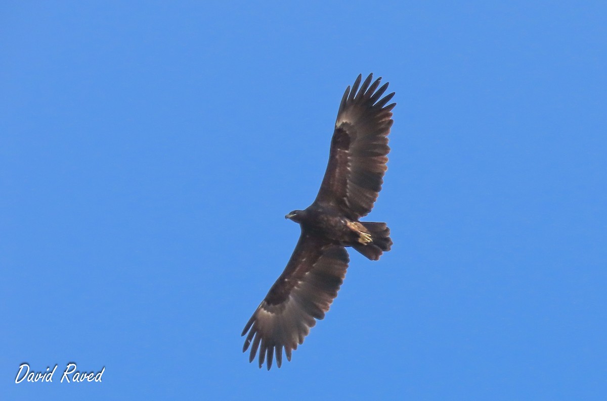 Greater Spotted Eagle - ML610135517