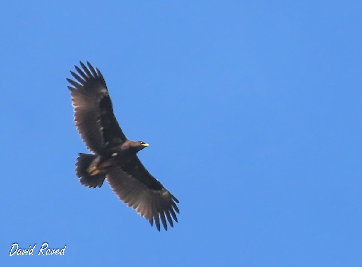 Greater Spotted Eagle - ML610135519