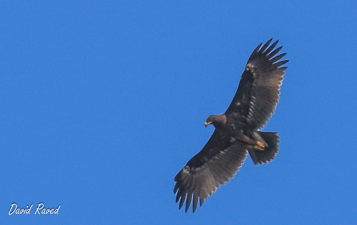 Greater Spotted Eagle - ML610135520