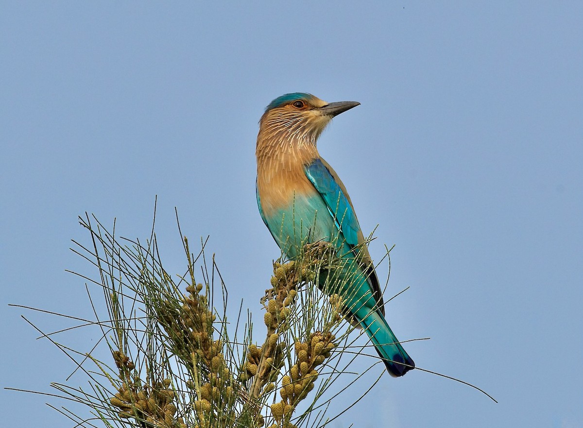 Indian Roller - ML610135521