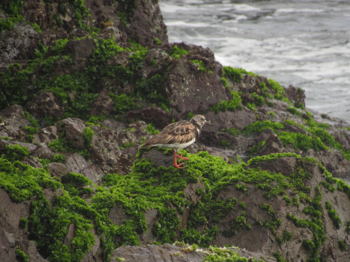 Ruddy Turnstone - ML610135522