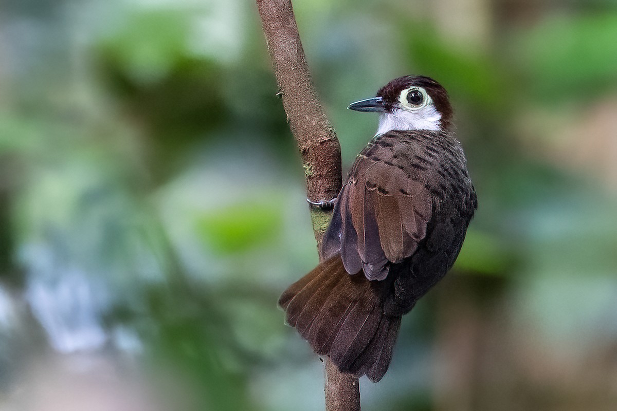 White-breasted Antbird - ML610135531
