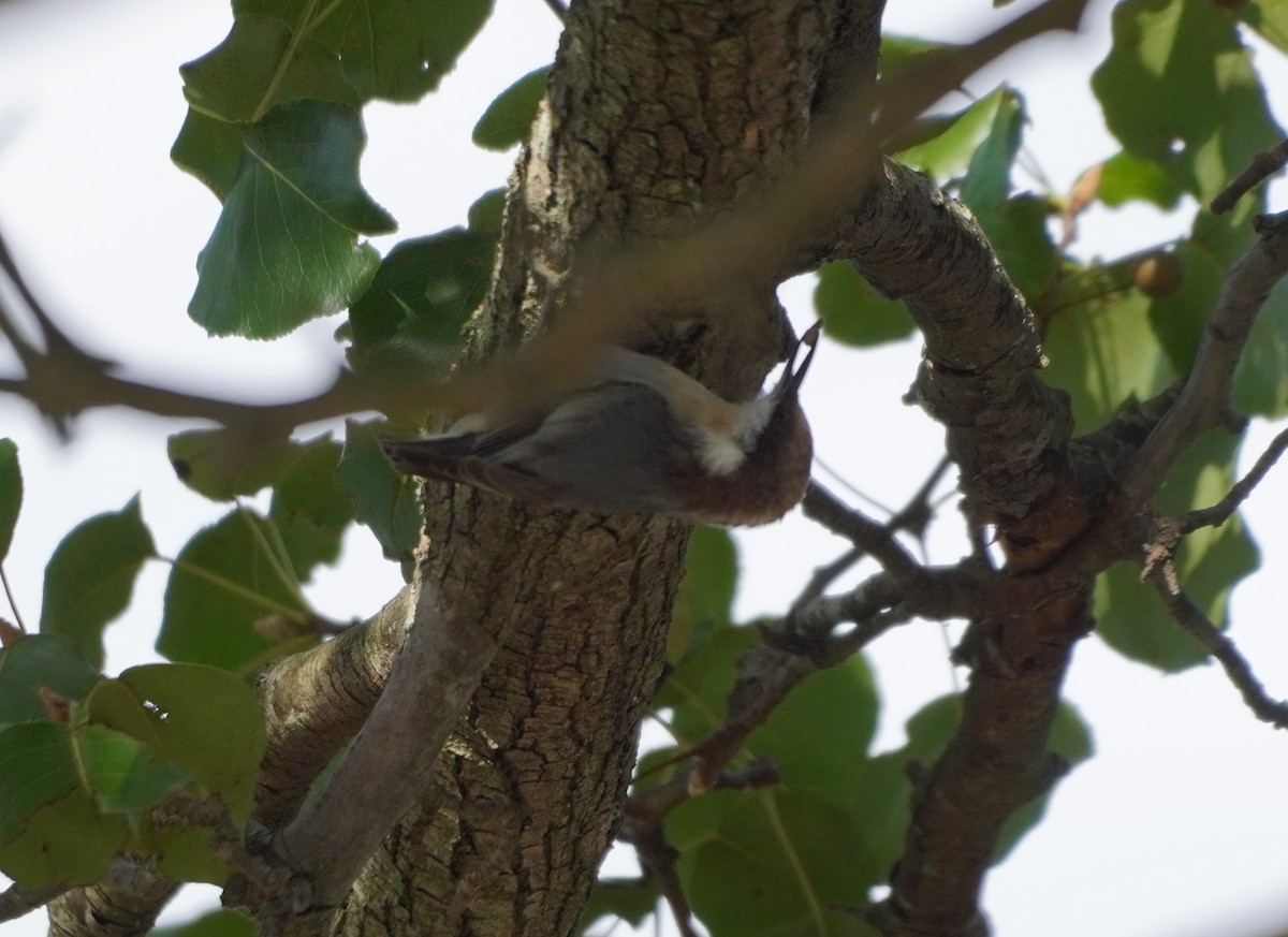 Brown-headed Nuthatch - ML610135533