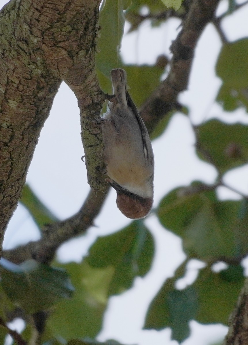 Brown-headed Nuthatch - ML610135534