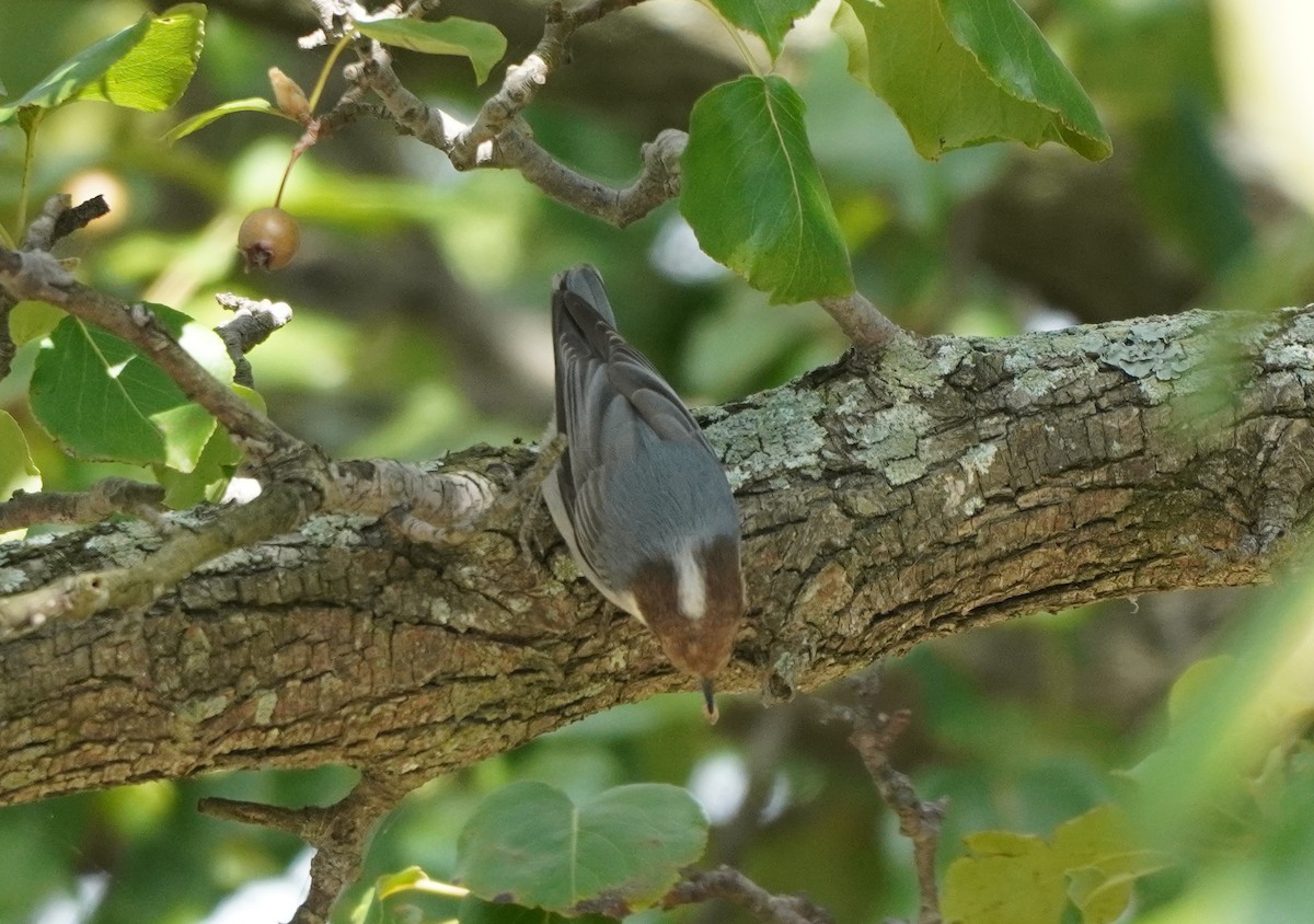 Brown-headed Nuthatch - ML610135536