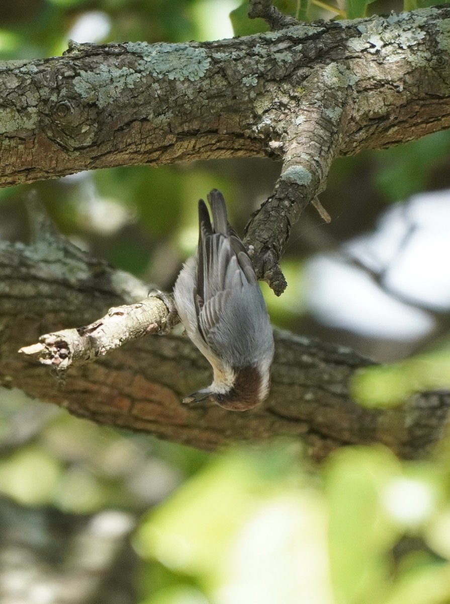 Brown-headed Nuthatch - ML610135538