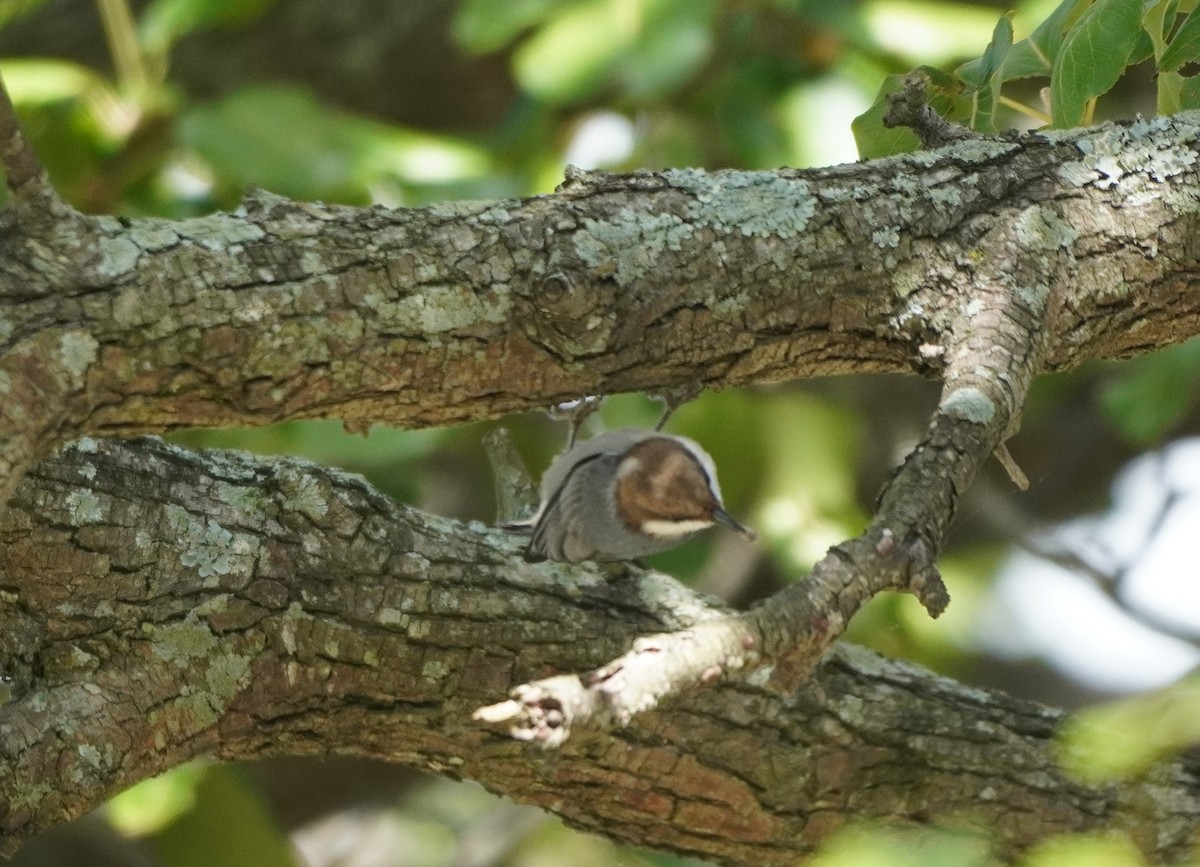 Brown-headed Nuthatch - ML610135539