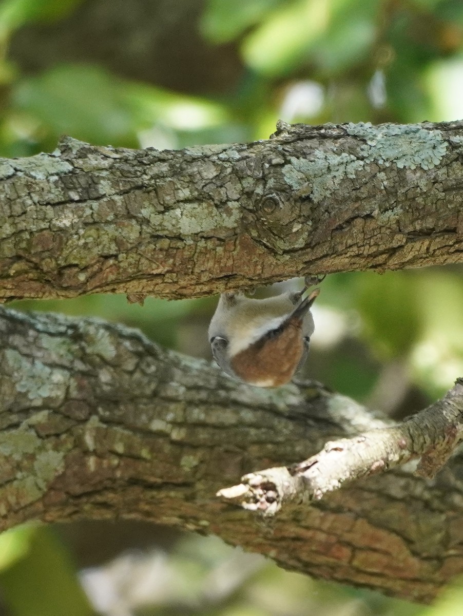 Brown-headed Nuthatch - ML610135540