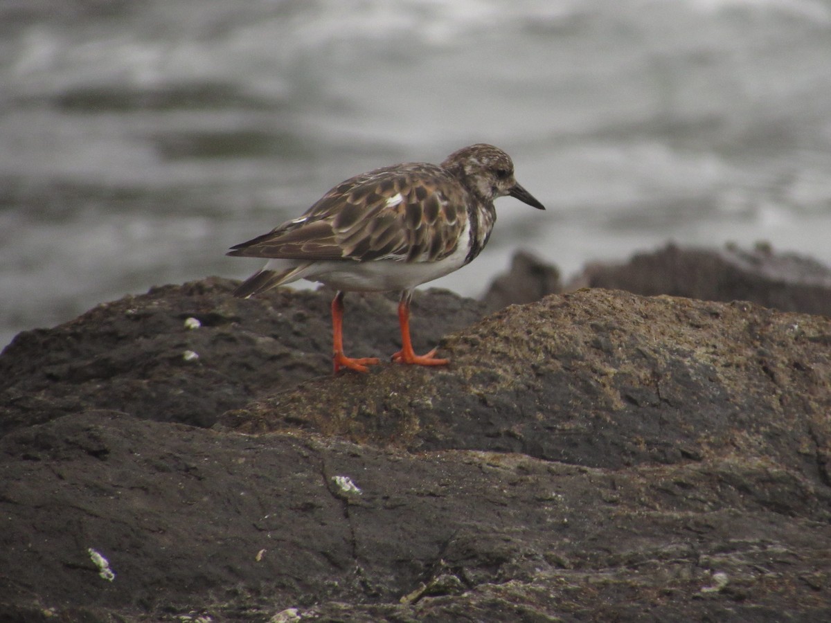 Ruddy Turnstone - Jorge Silva