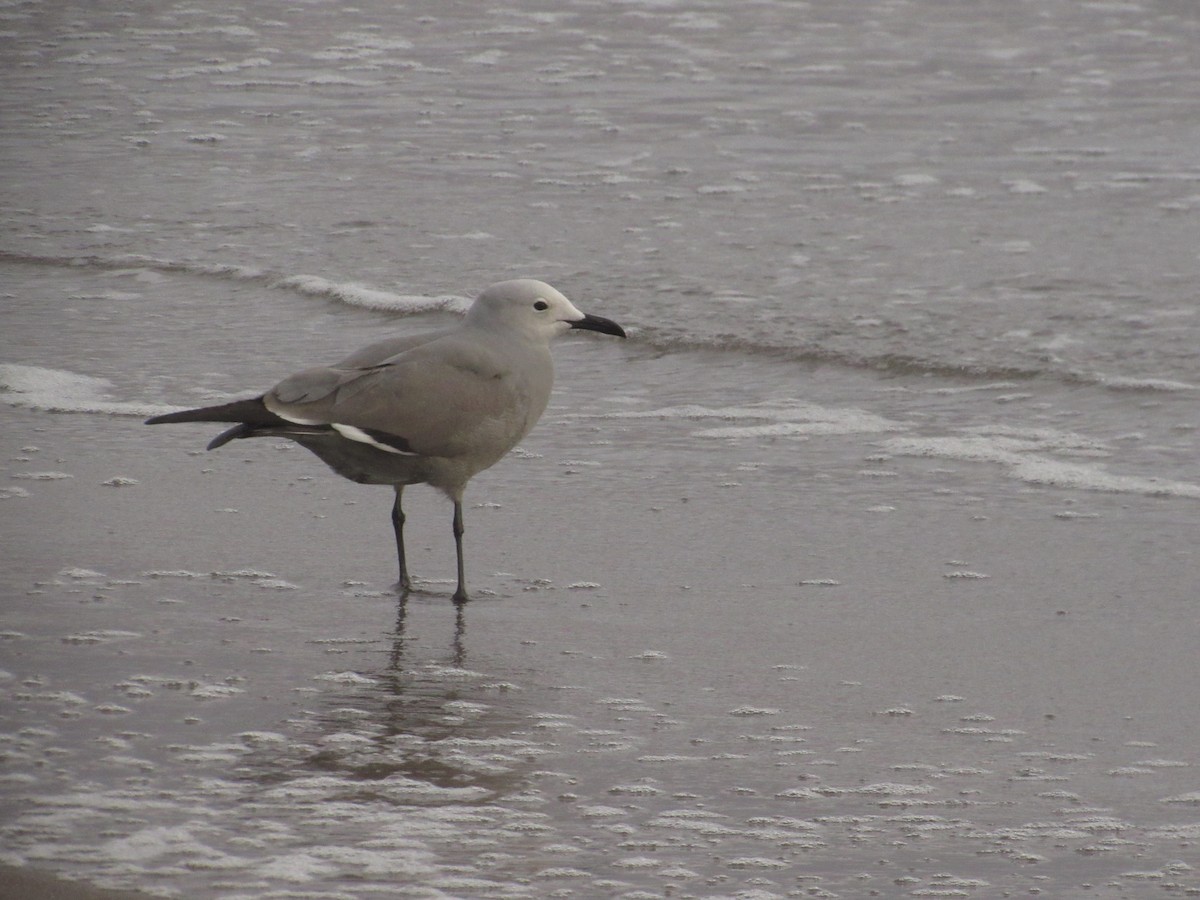 Gray Gull - ML610135578