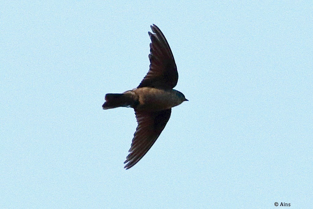 Dusky Crag-Martin - ML610135635
