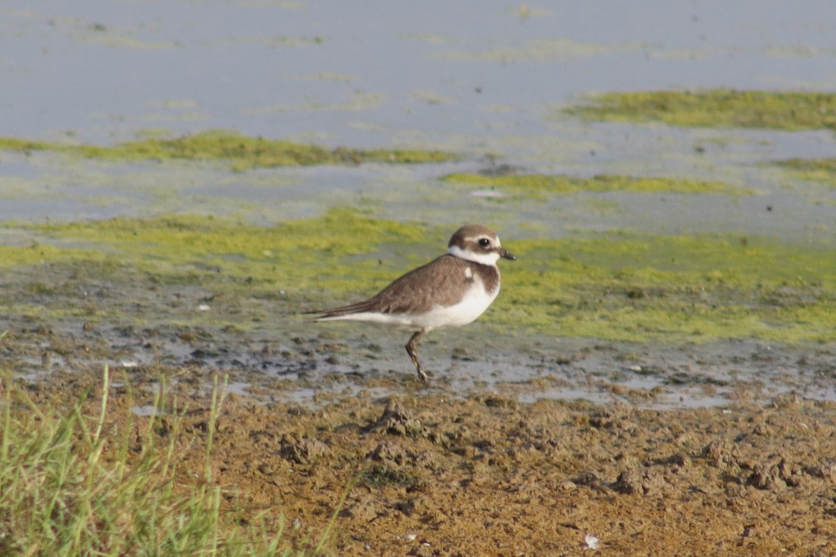 Common Ringed Plover - ML610135662