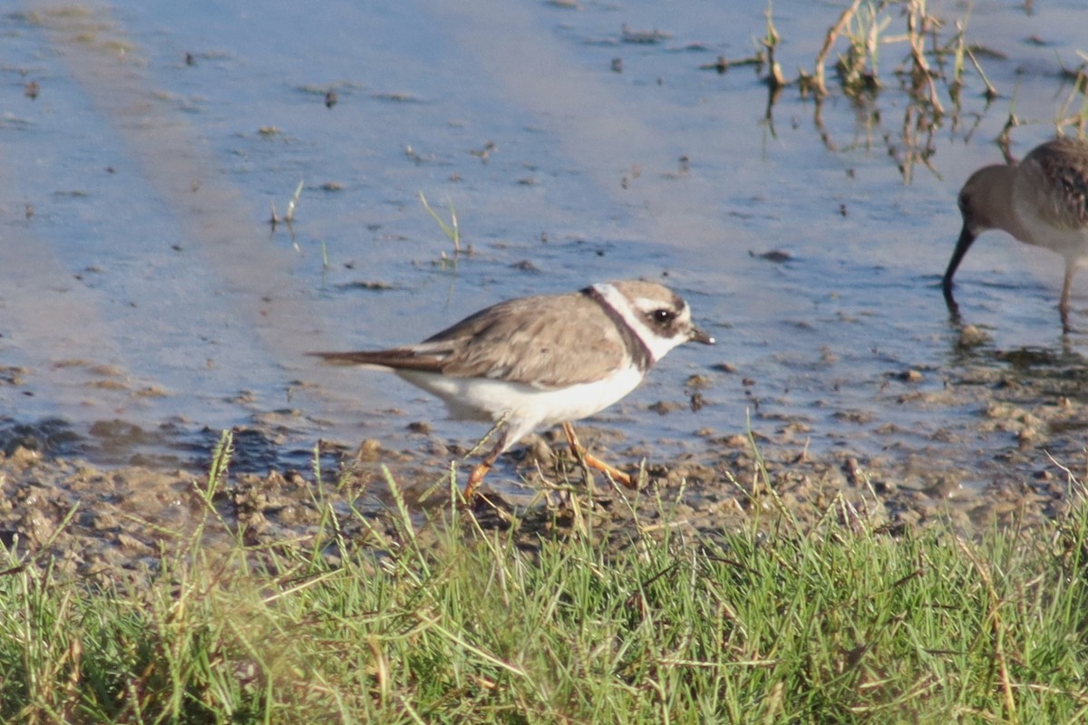 Common Ringed Plover - ML610135663