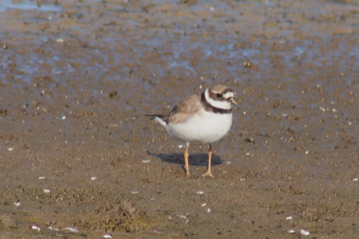 Common Ringed Plover - ML610135664