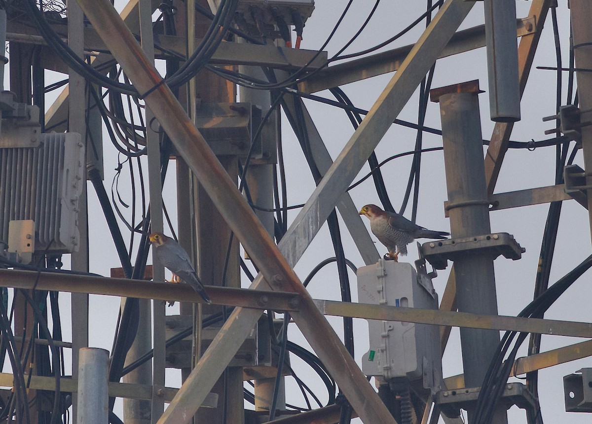 Red-necked Falcon - ML610135695