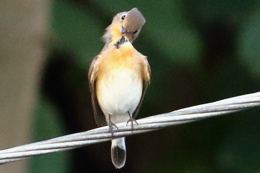 Red-breasted Flycatcher - ML610135733