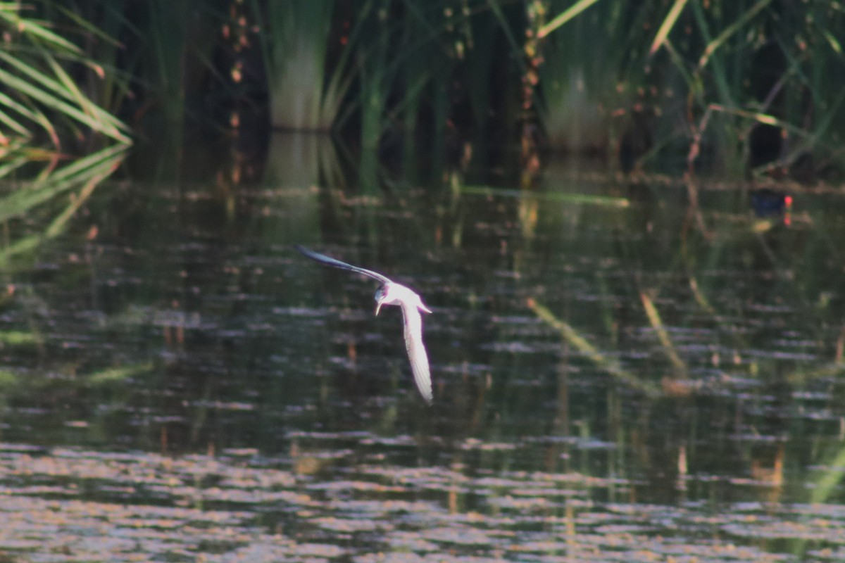 Little Tern - ML610135762