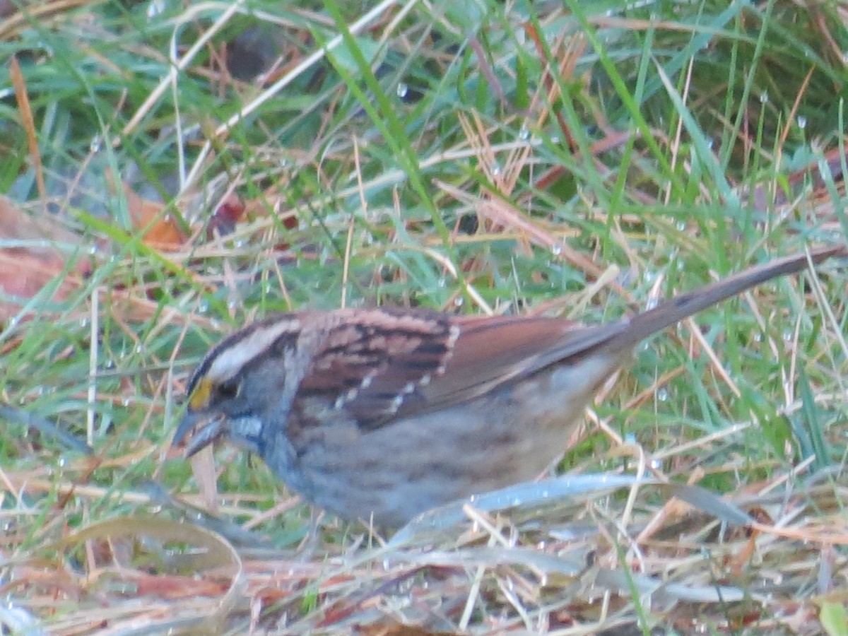 White-throated Sparrow - Frank Durso