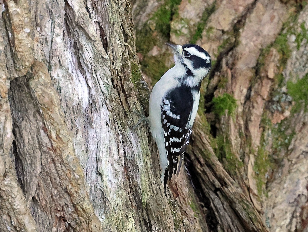 Downy Woodpecker - ML610136048