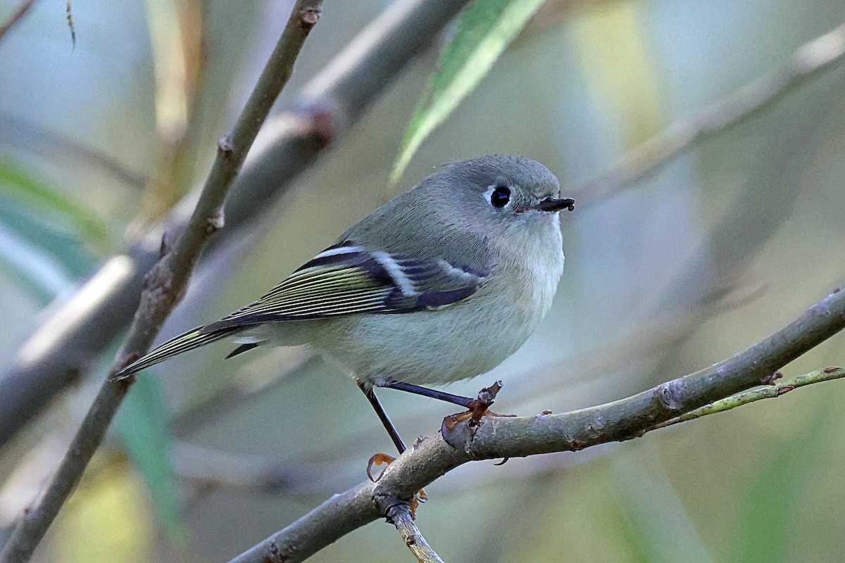 Ruby-crowned Kinglet - ML610136064