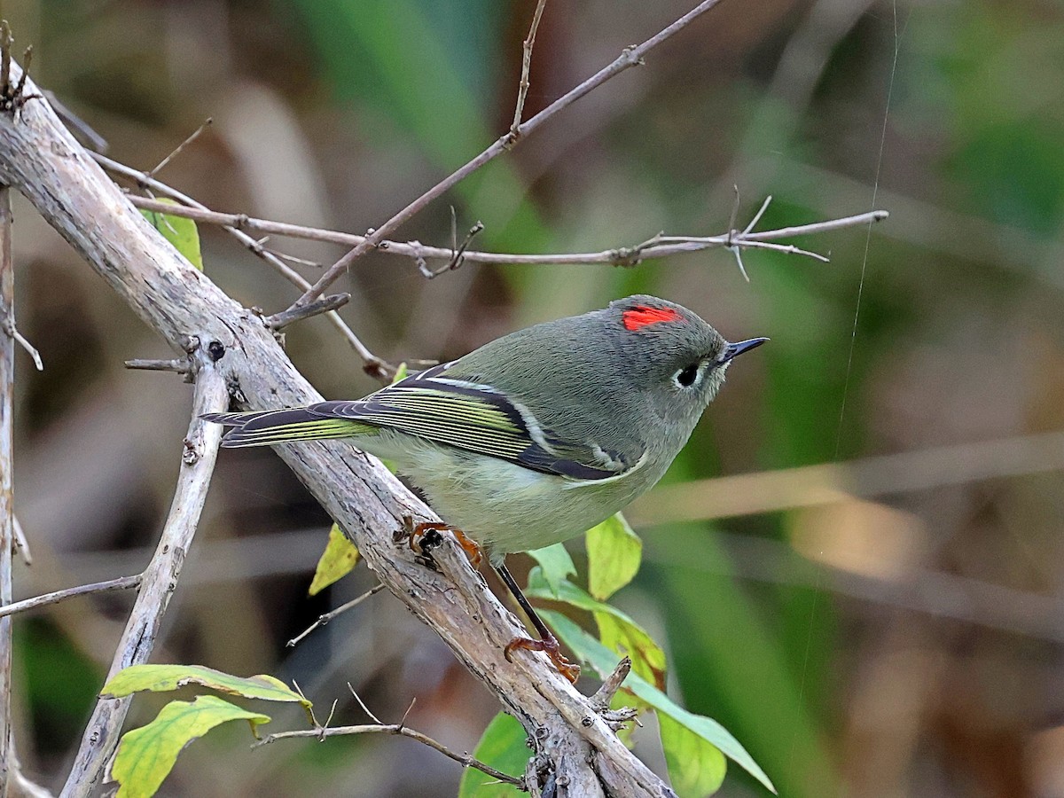 Ruby-crowned Kinglet - ML610136065