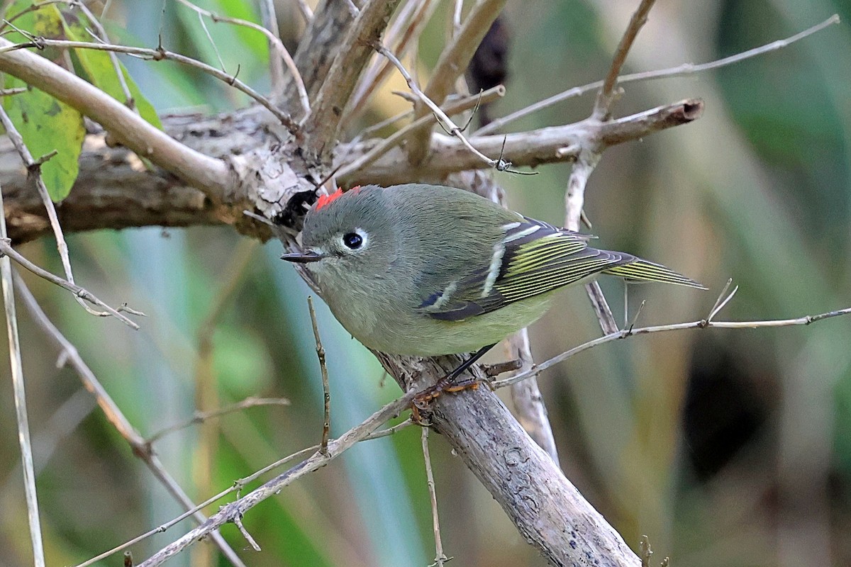 Ruby-crowned Kinglet - ML610136066