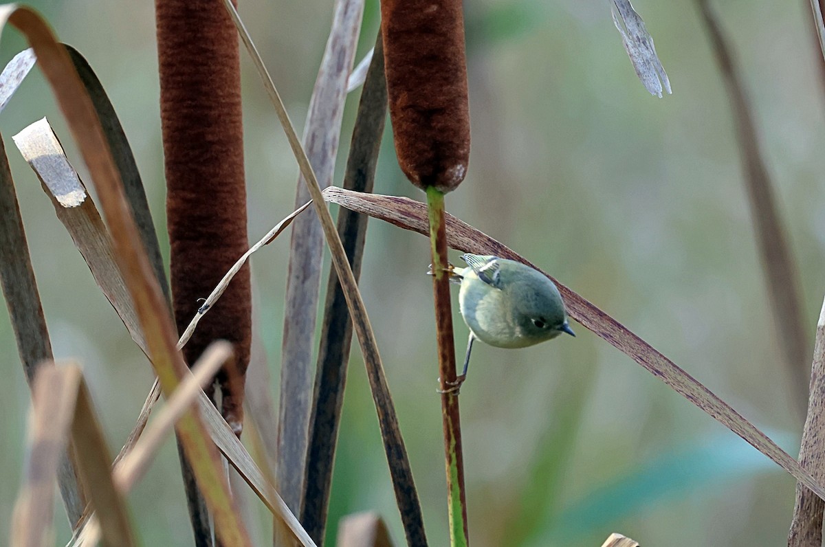 Ruby-crowned Kinglet - ML610136067