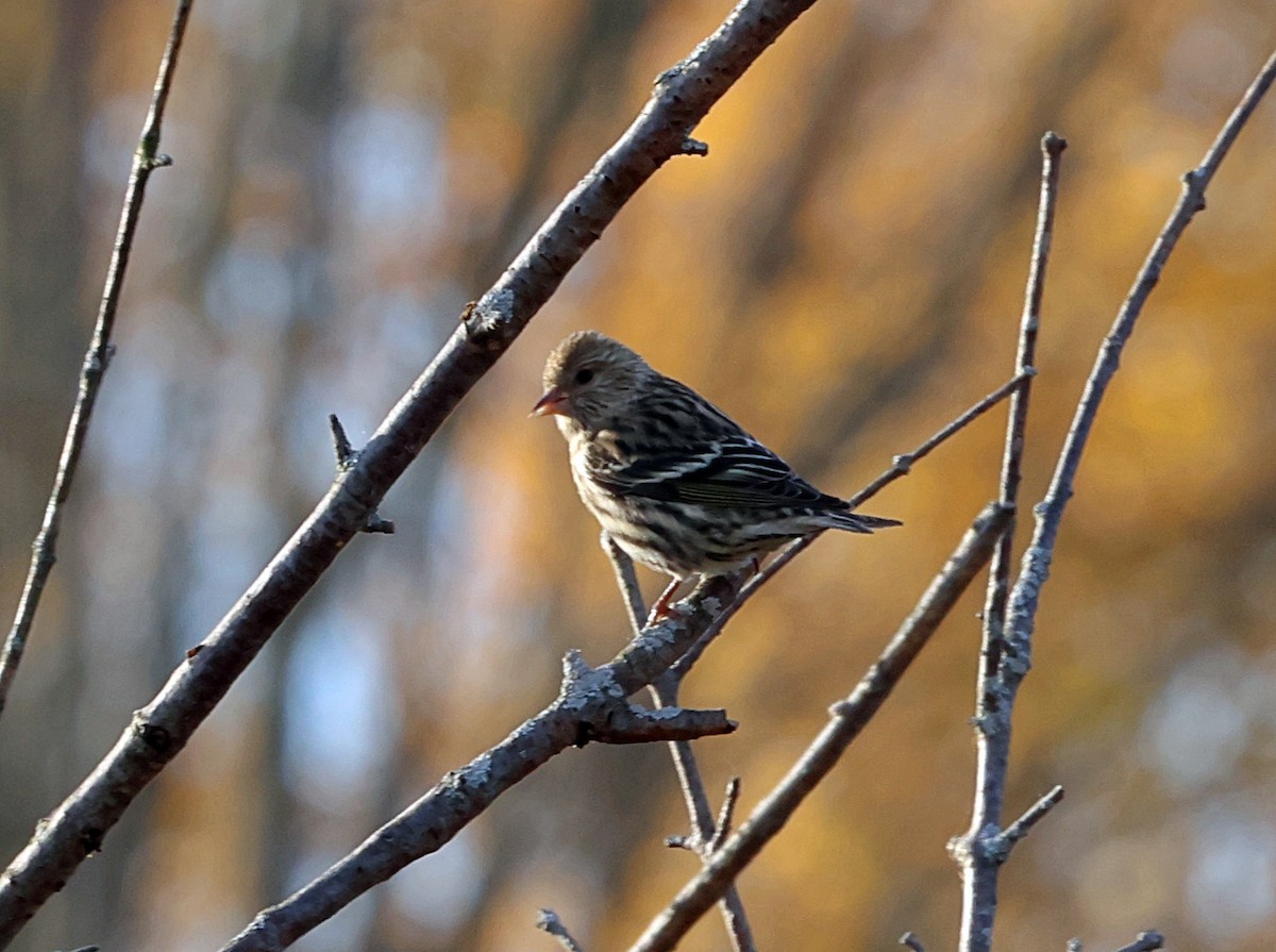 Pine Siskin - ML610136094
