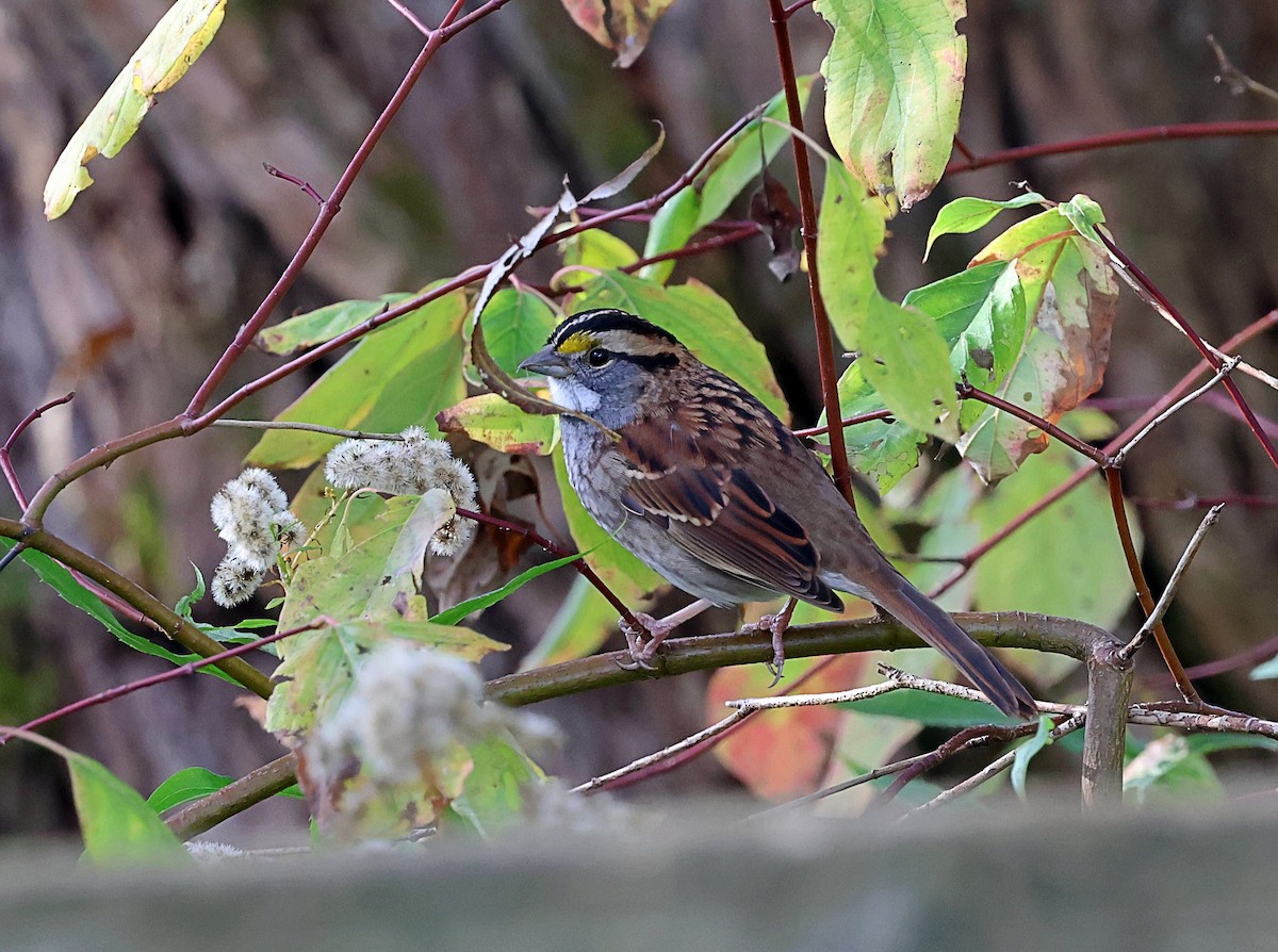 White-throated Sparrow - ML610136110