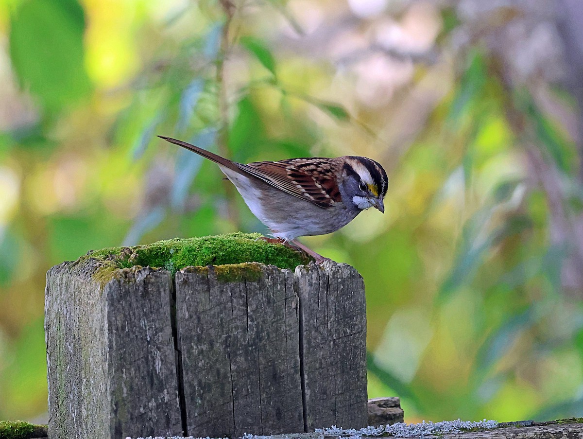 White-throated Sparrow - ML610136111