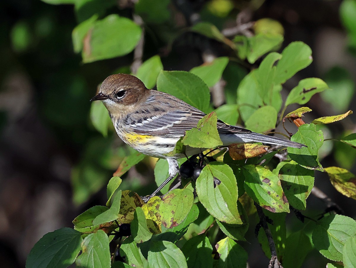 Yellow-rumped Warbler - ML610136133