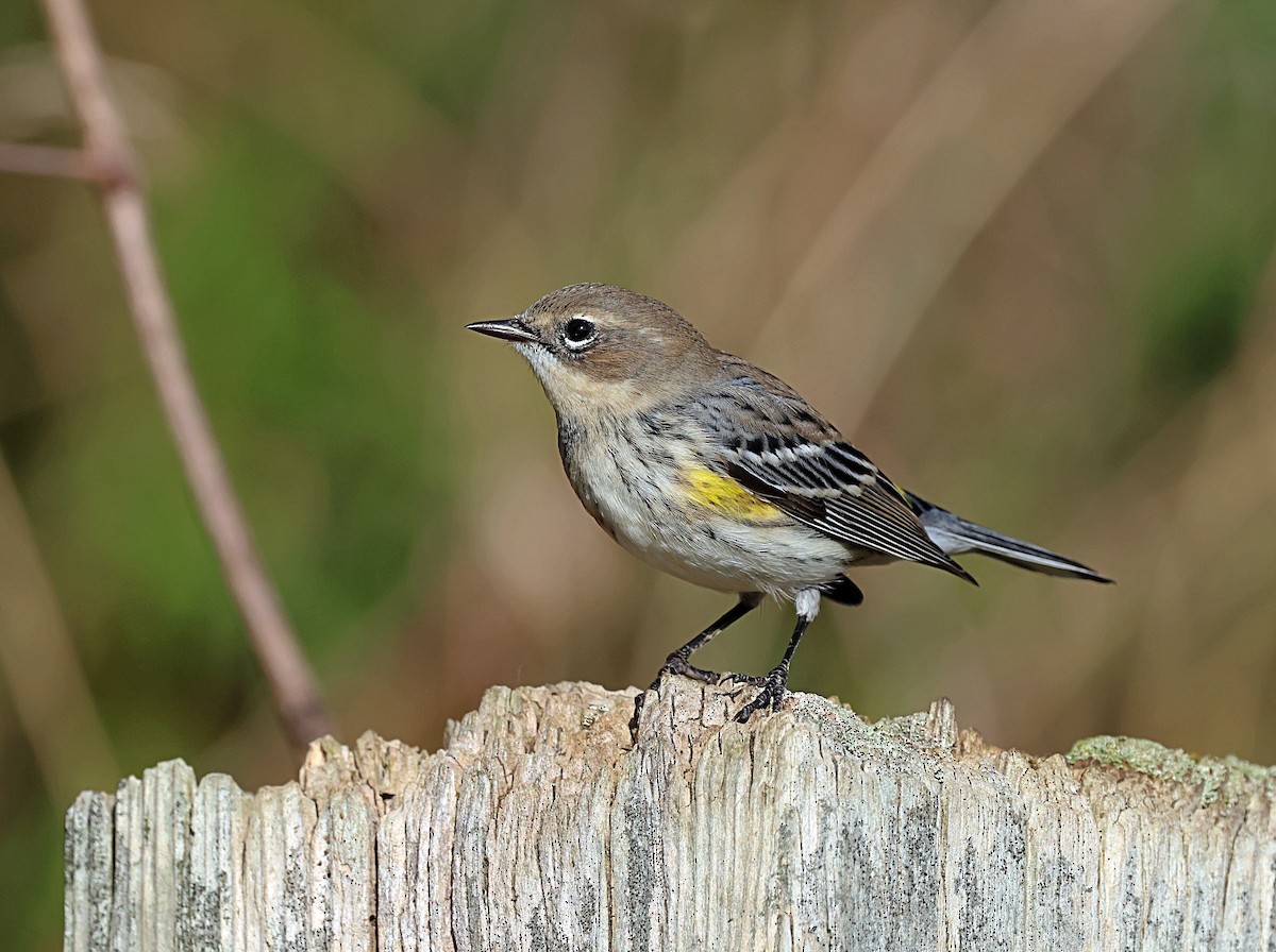 Yellow-rumped Warbler - ML610136135