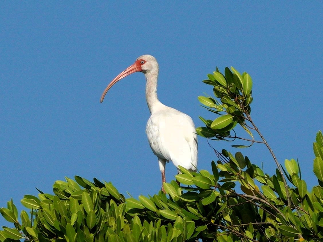 White Ibis - ML610136178